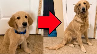Golden Retriever Puppy to Full Grown Time-lapse!