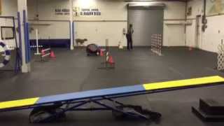 Nilan Agility Feb 2015