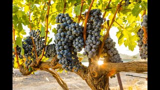 2021 Napa Valley Harvest at Shafer Vineyards