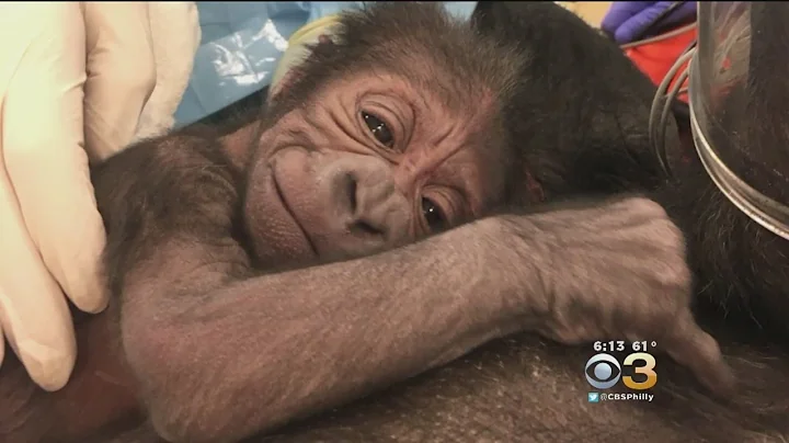 Philadelphia Zoo Gorilla Gives Birth To Healthy Baby After Difficult Labor