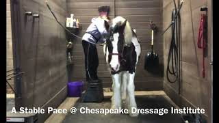 Horse reaction to massage… OH YEAH to Ahhhhh yeah.