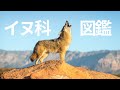 イヌ科動物の世界　執念のハンターたち