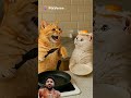 #cat #catshorts #kitten #funny #shorts