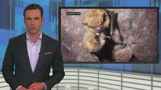 DNR: White-Nose Syndrome Is Killing A Significant Number Of Bats In Minnesota