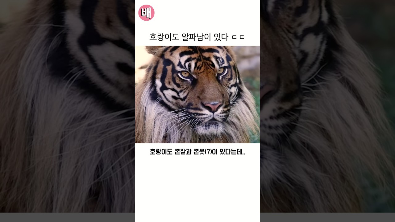 호랑이도 알파남이 있다 ㄷㄷ 썸네일