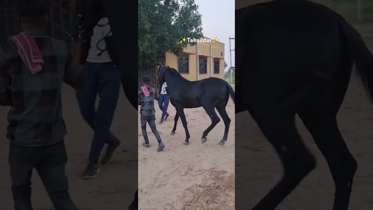 #colts#milkteeth#tahsildar#horse#majuke#stallion#jodhpur#marwarihorseshow#owner#devendrapradhanji