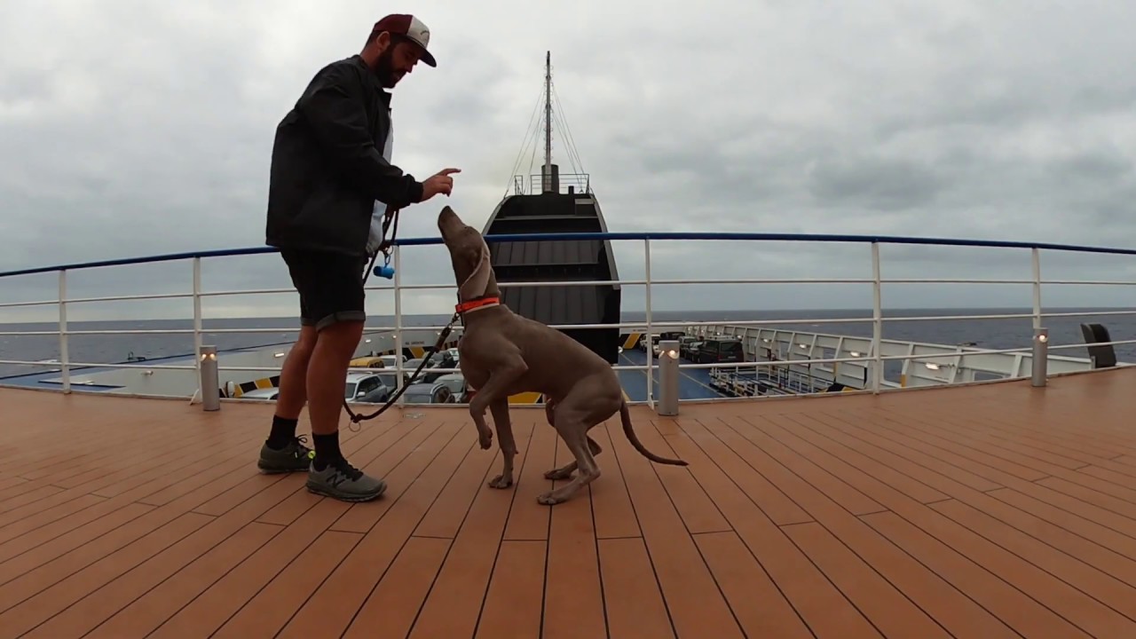 Viajar con perro y a bordo de un #smartship: la experiencia de  @CayuelaVIDEOS | Baleària - YouTube