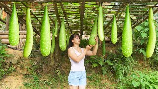 Harvesting Beans, Gourd and mini tomatoes Go To Market Sell || Phương  Free Bushcraft