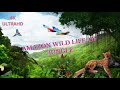 Animal of Amazon wild Life 4K | Relaxaition Sounds #top #youtube #video #water #animals #viral