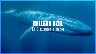 BALLENA AZUL | Mini documental