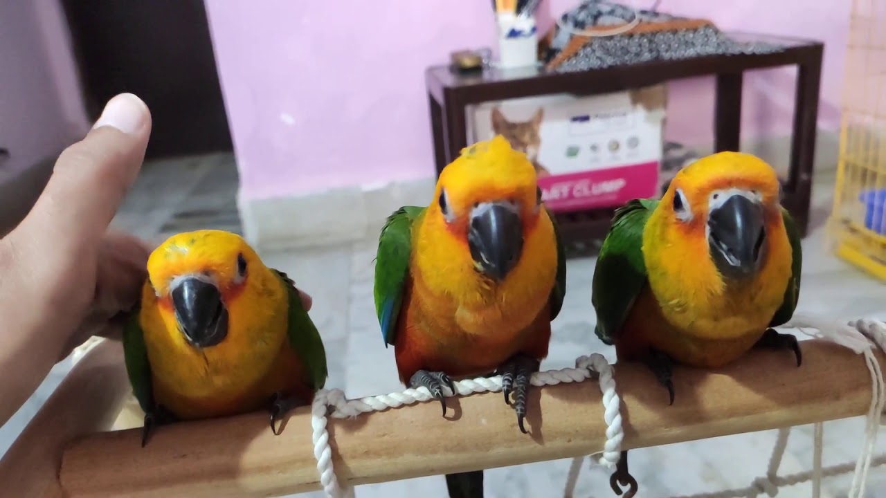 Beautiful Tamed Jenday Conures YouTube
