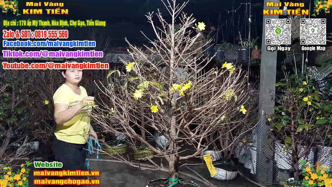 Phôi Mai Thủ Đức Giá Rẻ Bao Ship Bao Sống Toàn Quốc - Mai Vàng Kim Tiền Chợ Gạo