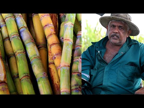 The Last Sugar Cane Farmer