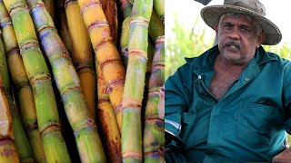 The Last Sugar Cane Farmer