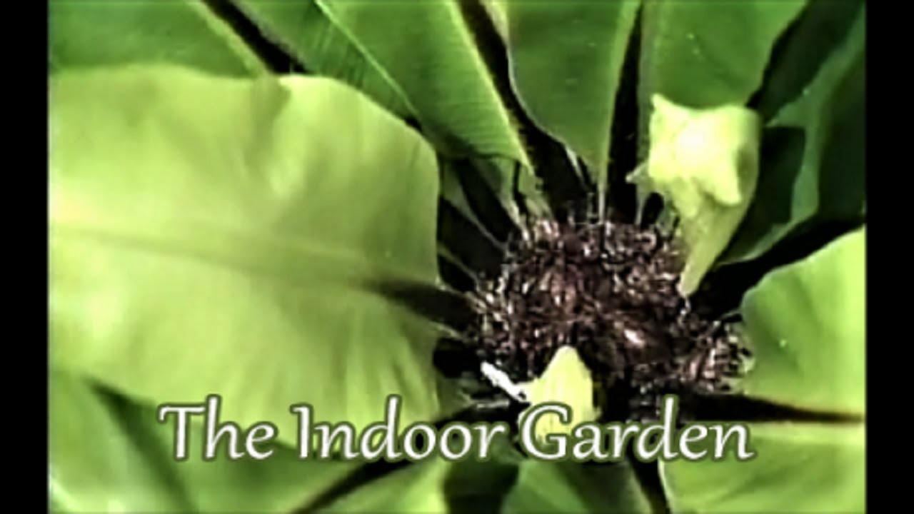 How to Grow Ferns as Houseplants 