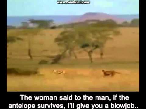 Cheetah vs Human-smoke weed every day - YouTube