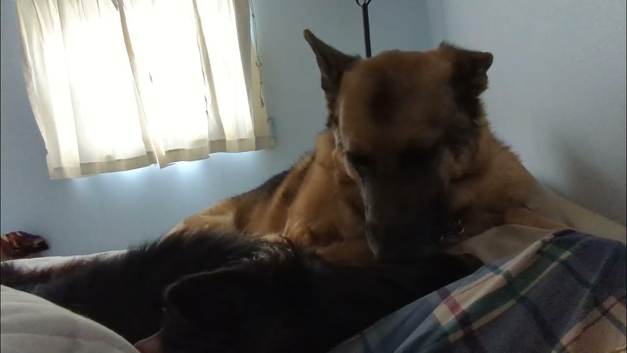Do you let your dogs on the bed? YouTube