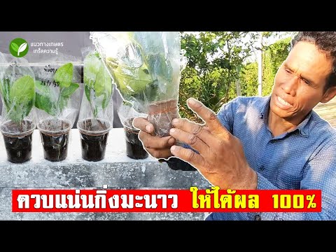 การควบเเน่นมะนาว ได้ผล 100%