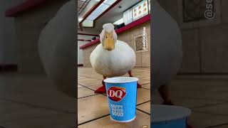 Duck drinking water at DQ *sippy sippy* ASMR