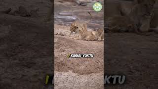 Hz.alinin Karşısında Diz Çöken Aslan Radıyallahu Anhu