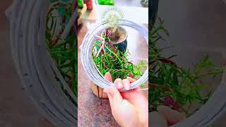 Portulaca: The Ultimate Drought-Resistant Garden Decor