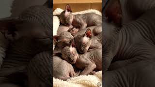 watch these cardboard boxes contain so much love super cute cats #catbehavior #cat #catcare