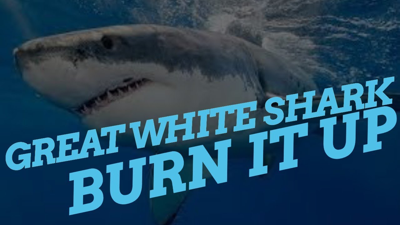 Burn It Up:Great White Shark (Weed Review)