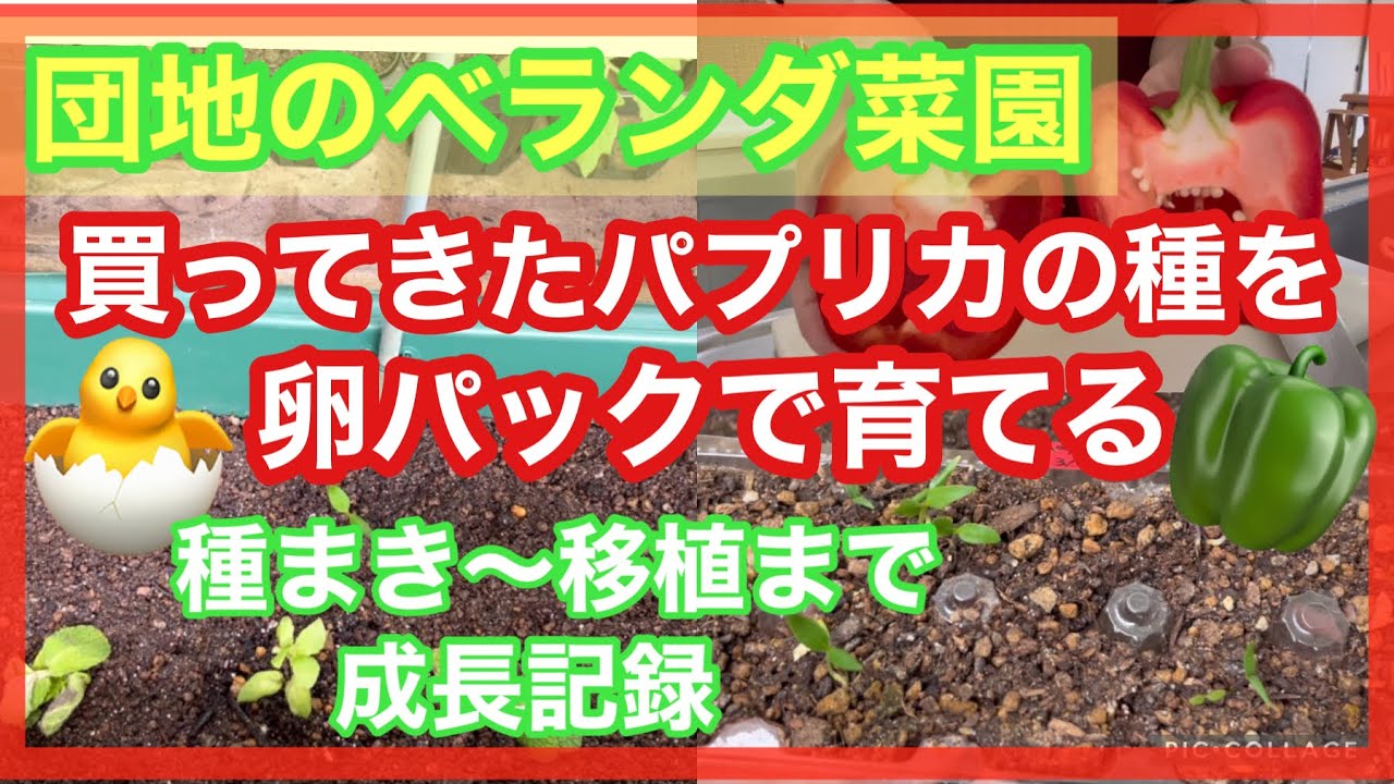 スーパーのパプリカから種をとり 卵パックで育てる パプリカ栽培 バジルとマリーゴールドとのコンパニオンプランツ ベランダ菜園 Youtube スーパーのパプリカから種をとり 卵パックで育てる パプリカ栽培 バジルとマリーゴールドとのコンパニオンプランツ ベランダ菜園 Youtube
