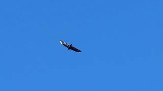 The crows aren't happy with the Hawk 