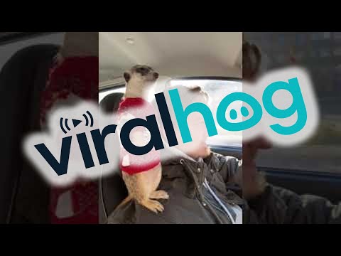 Meerkat Wearing Sweater Rides on Shoulder || ViralHog