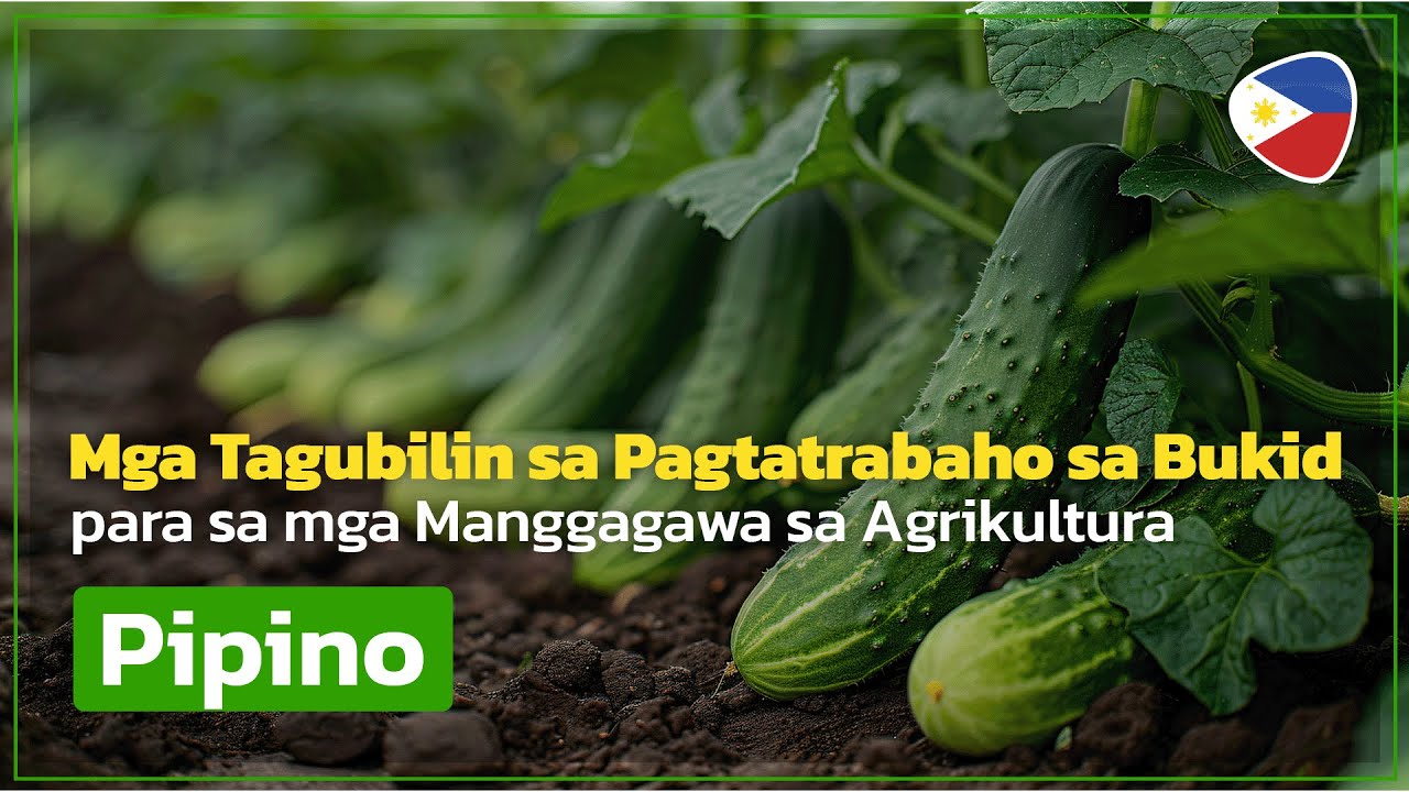 Mga Tagubilin sa Pagtatrabaho sa Bukid para sa mga Manggagawa sa Agrikultura - Pipino