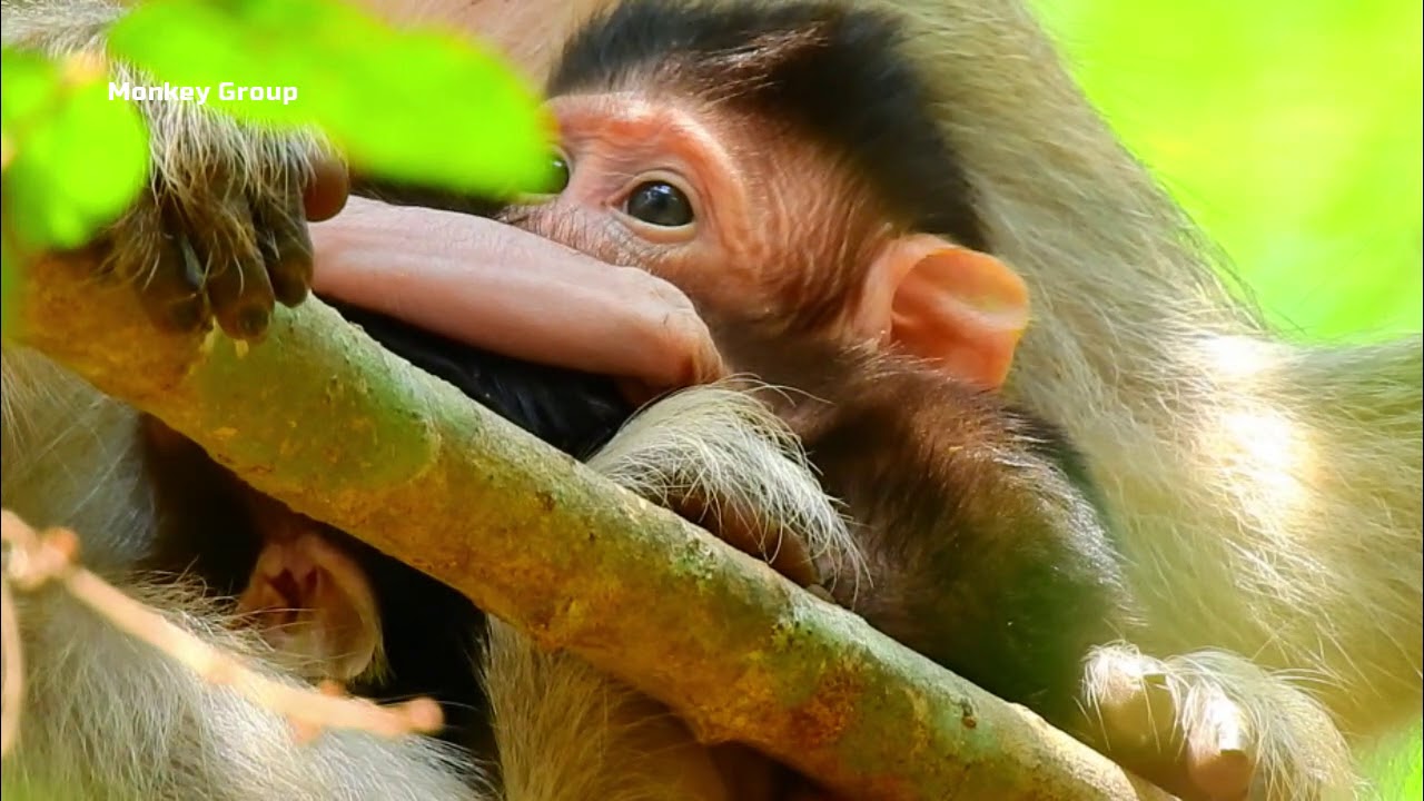 Sweet love both babies monkey Calvin and Celine