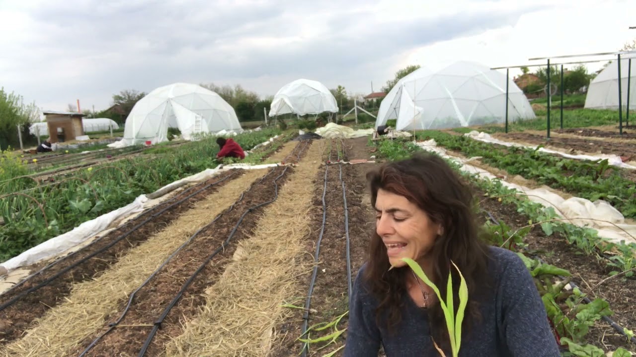 Засаждане На Царевица От Разсад