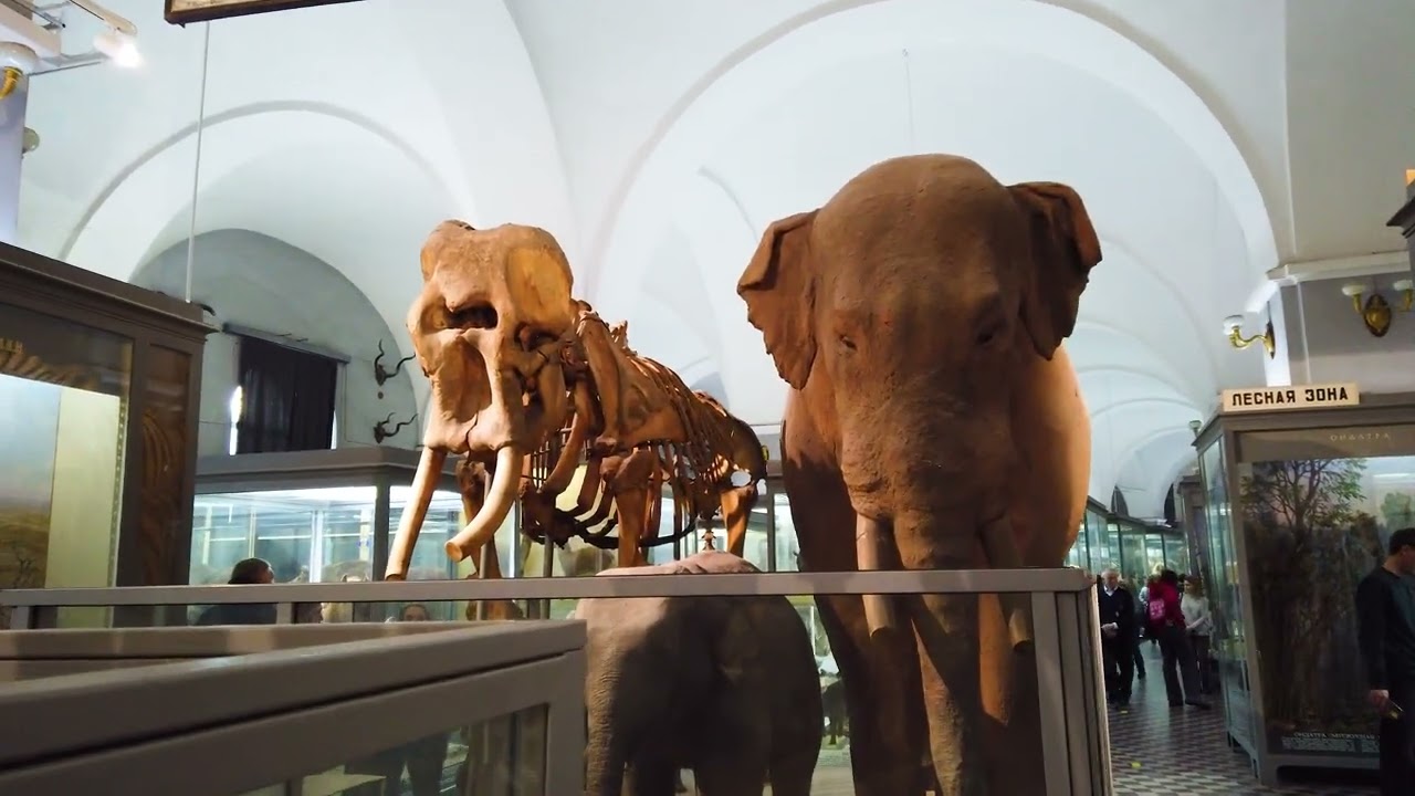 Real skeletons and mummies of mammoths 