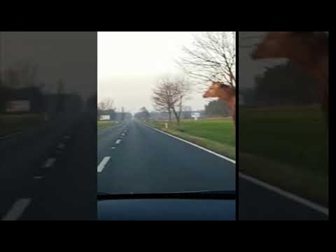 Video till Hjort hoppar graciöst över väg 