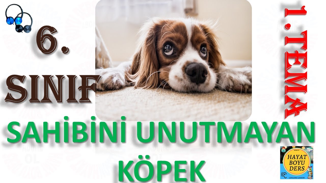 6 sinif turkce 1 tema sahibini unutmayan kopek dinleme metni hd youtube