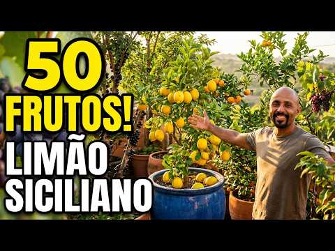 Colheita FÁCIL: Limão Siciliano Orgânico em Vaso