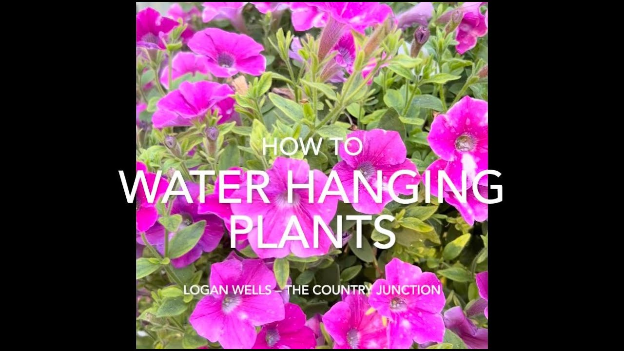 HOW TO PROPERLY TAKE CARE OF AND WATER YOUR HANGING PLANTS w Logan