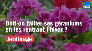 Quand tailler un pélargonium ?