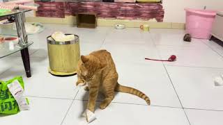 Animals Acting Weird 😂 Cat's Confusing Moves Got Me Crying! #FunnyShorts screenshot 4