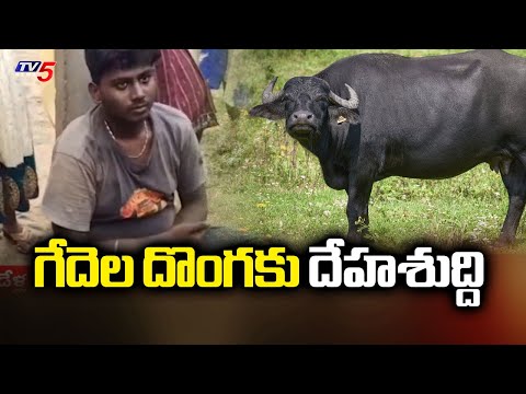 Buffalo Thief Caught In Bapatla District, Two Ran Away || TV5 News - TV5NEWS