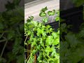 Leaning #herbs #hydroponicgarden just partying? is this #concerning?
