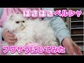 【リンリンちゃん】ぼさぼさだったペルシャをフワサラにしたら飼い主さんが大喜びしてくれた【ペルシャ】