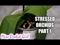 Rejuvenating stressed Orchids Part 1 - Limp, leathery leaves