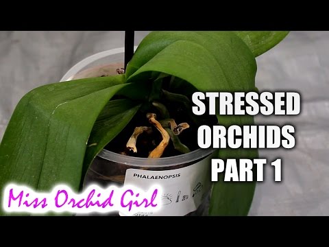Video: Er blade godt til orkideer?