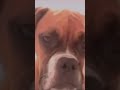 #viral #trending #explore #music #funny #gaming #kendricklamar #memes #dog #funny #lowqualityvideo