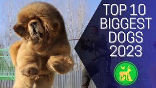 Revealing TOP 10 Biggest Dog Breeds 2023: You Won`t Believe Who`s At The Top