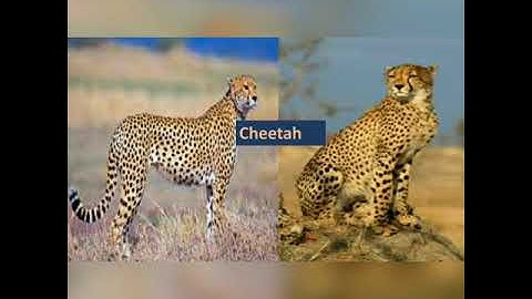CBSE GRADE 2 EVS CH 2 THE ANIMAL WORLD PART 1