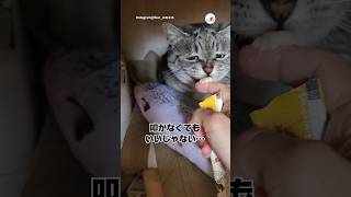 【保護猫】パンチ→おやつがセット｜PECO