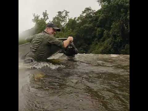 Avez-vous déjà eu à traverser des rapides aussi intenses ?   #fishon #fishing #amazonie #danger